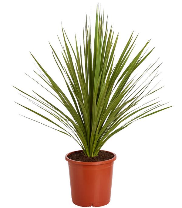 Keulenlilie - Dracaena indivisa