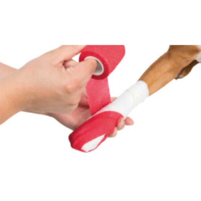 Kit de secours pour chien et chat