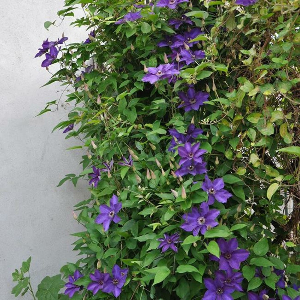 Clématite 'the president' - clematis 1,5l