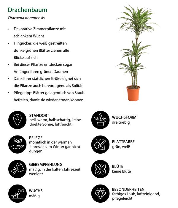 Drachenbaum - Dracaena deremensis 'White