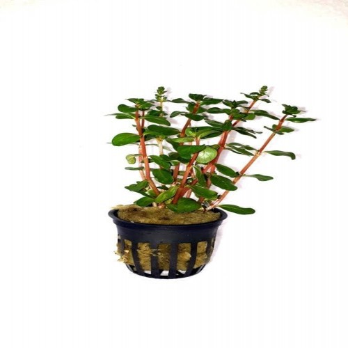 Planta de aquário Rotala Vietnam H´ra