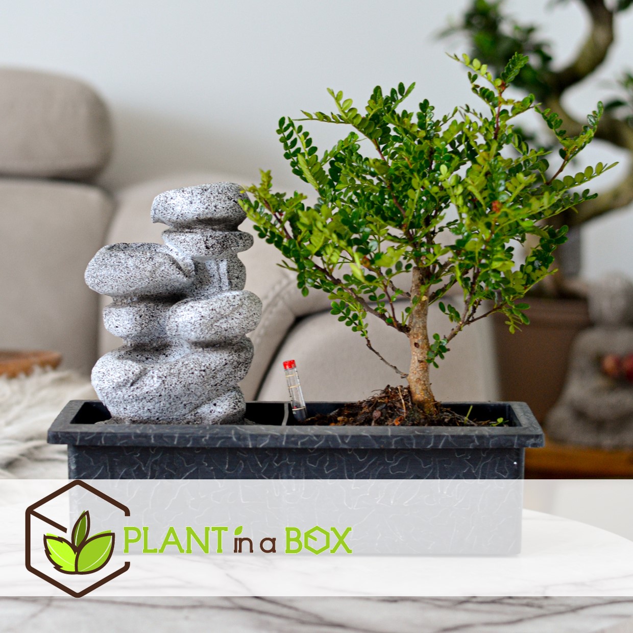 Bonsaï avec système d'eau - pierres zen - plante d'intérieur - hauteur 25-35cm