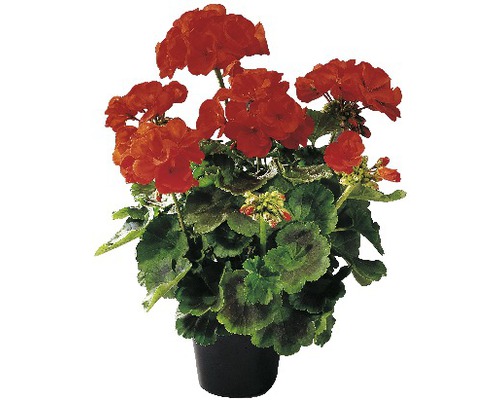 Staande geranium FloraSelf Pelargonium zonale Ø 10,5 cm pot