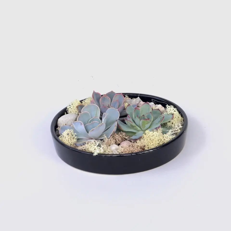 Echeveria - Echeveria lilacina - Hoogte 8cm