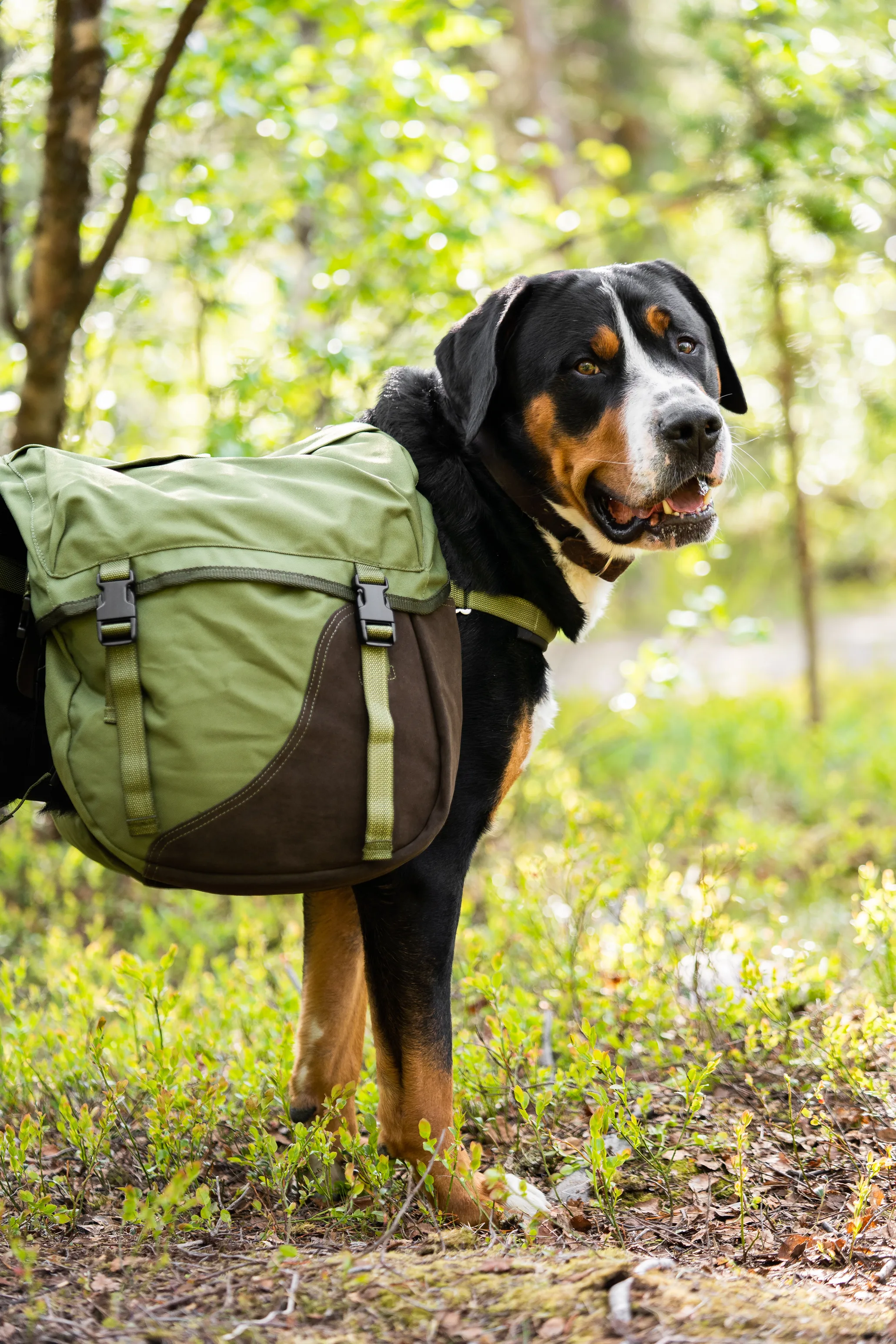 Seleverkstedet Togo hundekløv Grønn/brun XL