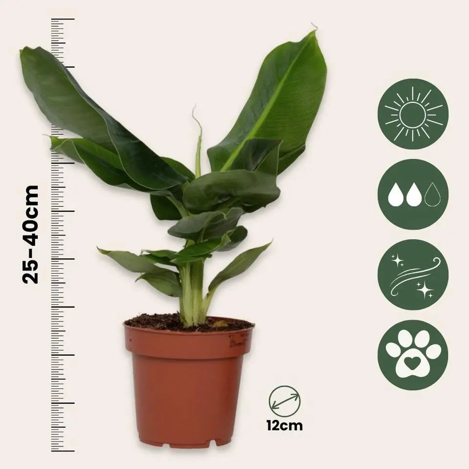 Bananenplant - Musa 'Oriental Dwarf' - Hoogte 25-40cm - ⌀12cm