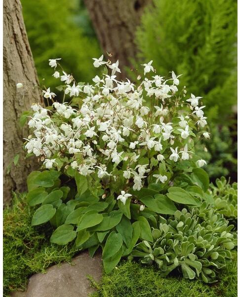 Elfenplant (Epimedium youngianum 'Niveum') D 9 H 10 cm