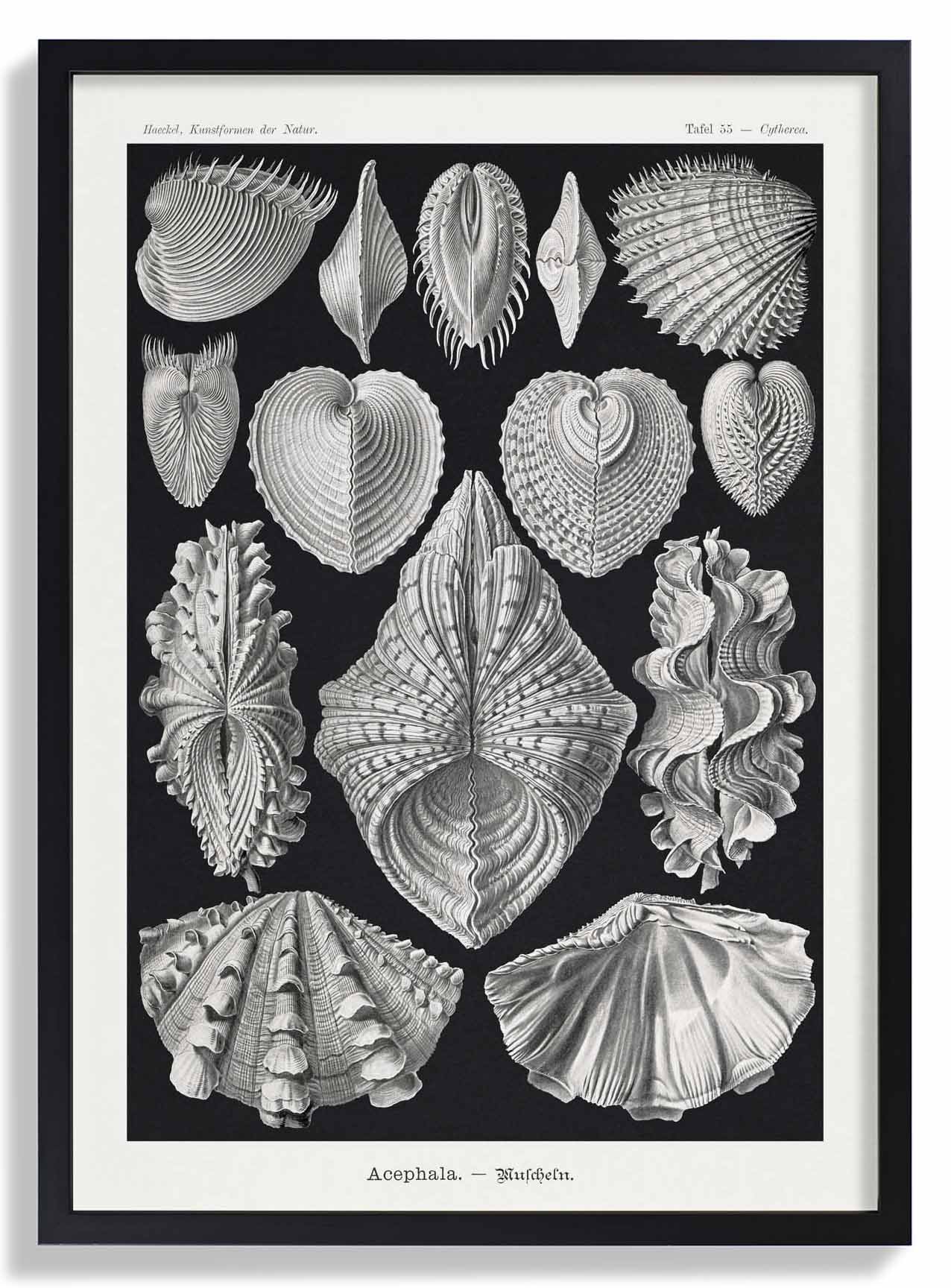 Acephala von Ernst Haeckel