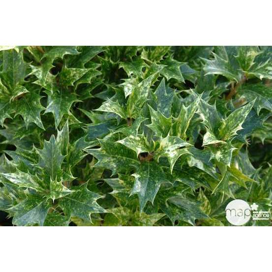 Osmanthus heterophyllus 'Goshiki' (='Tricolor') : touffe ctr 4,5L
