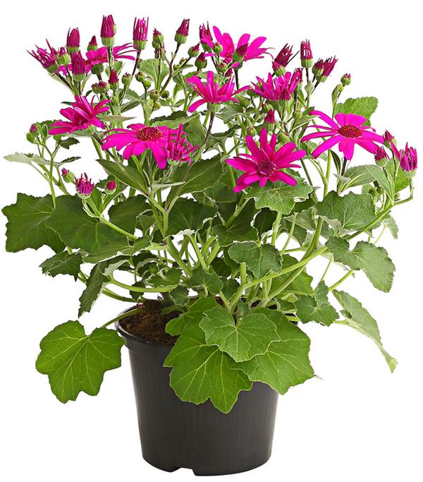 Teneriffa Stern - Cineraria