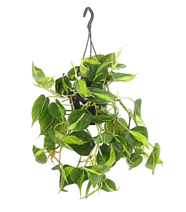 Baumfreund - Philodendron scandens 'Brasil',