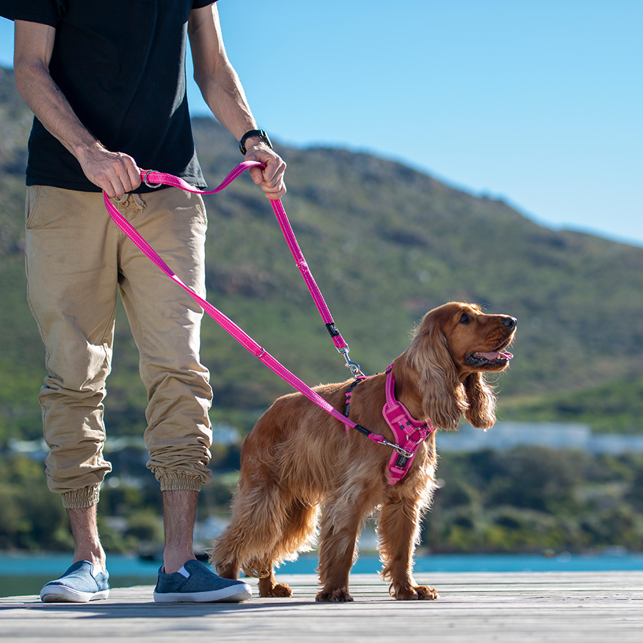 Coleira de controle azul Rogz para cães