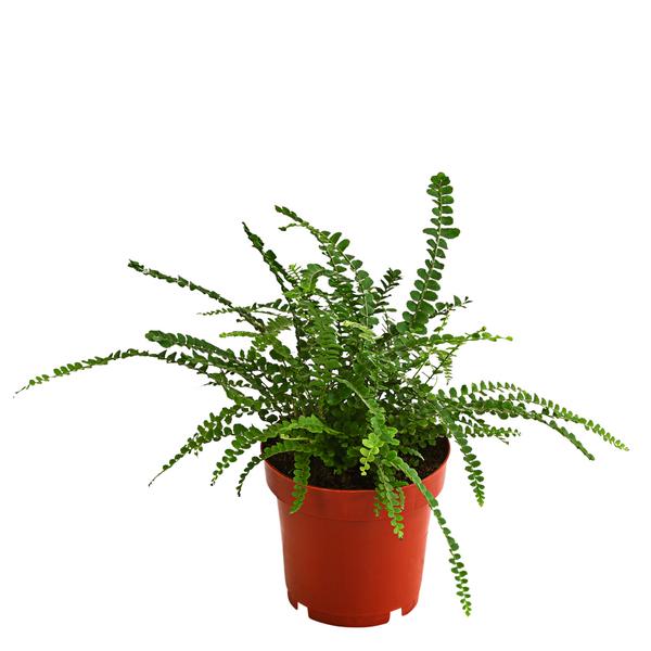 Zimmerpflanzen-Set Botanical Charm, 4-teilig