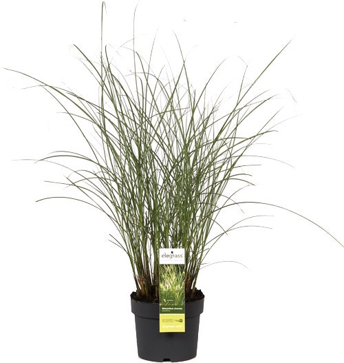 Chinees riet (Miscanthus sinensis 'Gracillimus') D 19 H 45 cm