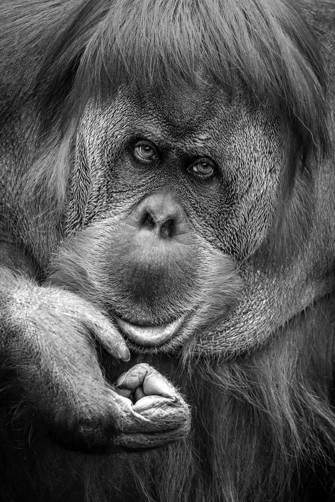 Akustikbild ORANG-UTAN 80x120cm, 7kg