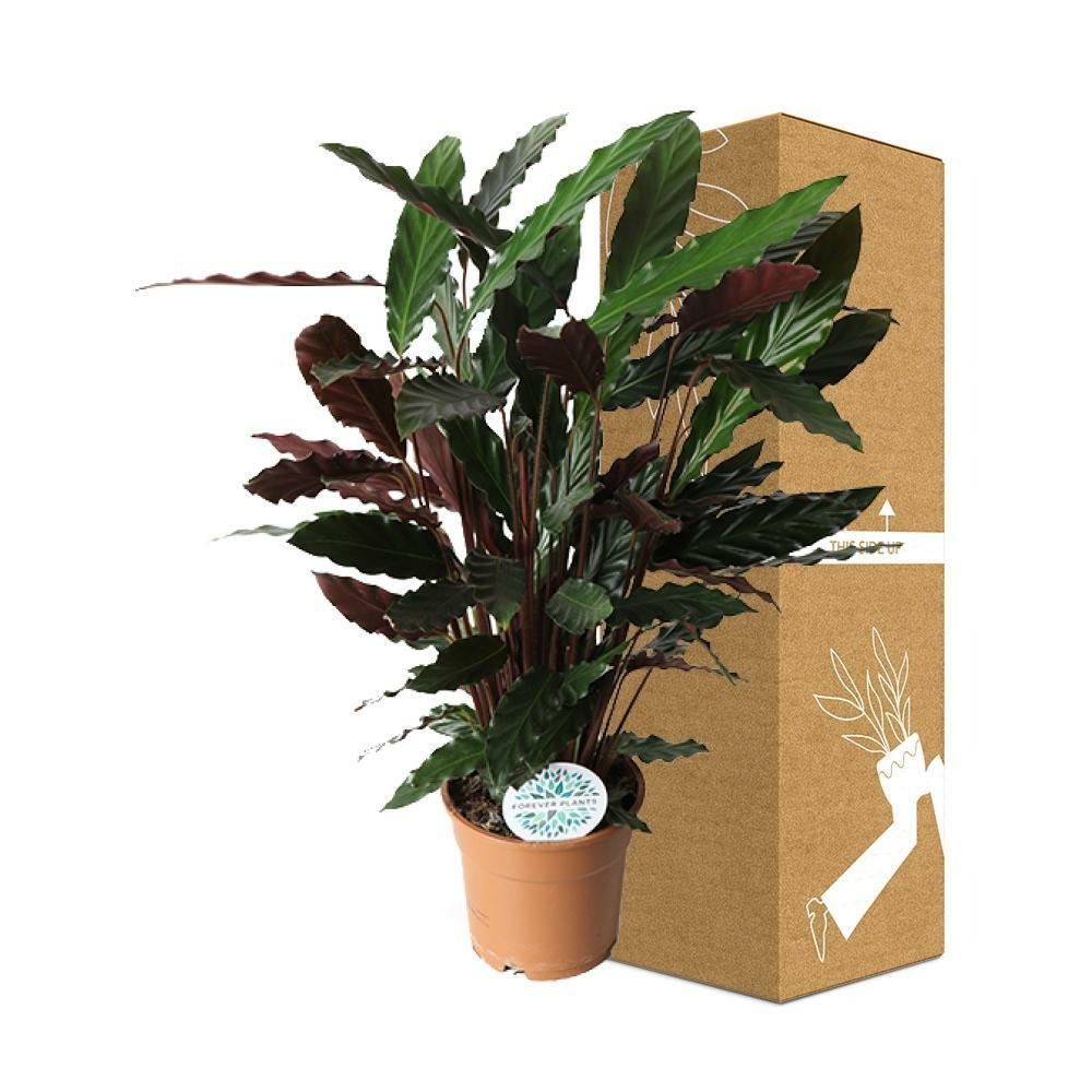 Plante d'intérieur - calathea rufibarba 55.0cm