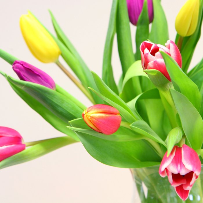 Brievenbusbloemen | Tulpen | Kleurenmix