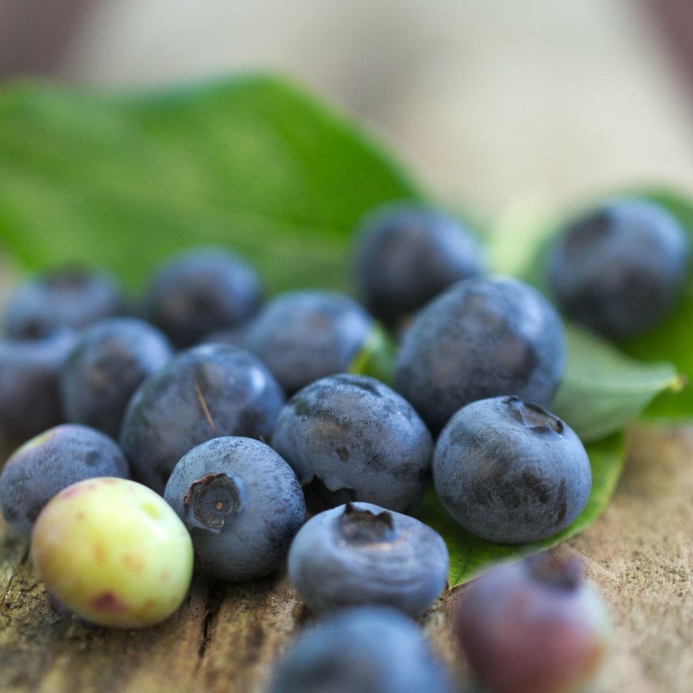 Myrtille corymbosum blue jay/vaccinium corymbosum blue jay[-]pot de 5l - touffe