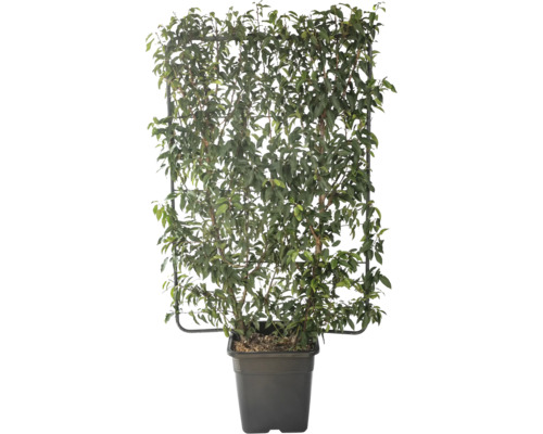 Portugese laurierleiboom FloraSelf Prunus lusitanica H 120 cm B 80 cm Co 30 L
