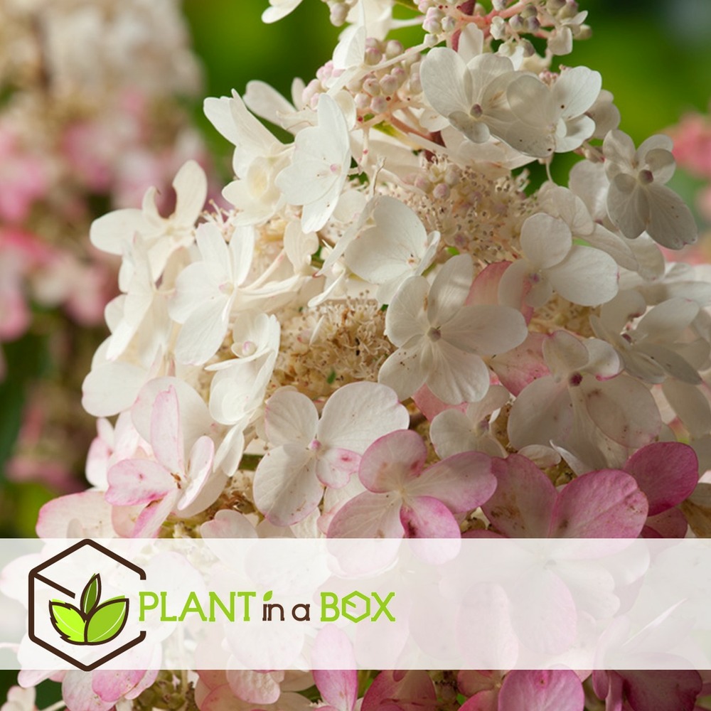 Hortensia 'pinky winky' - set de 2 - hortensia - pot 19cm - hauteur 25-40cm