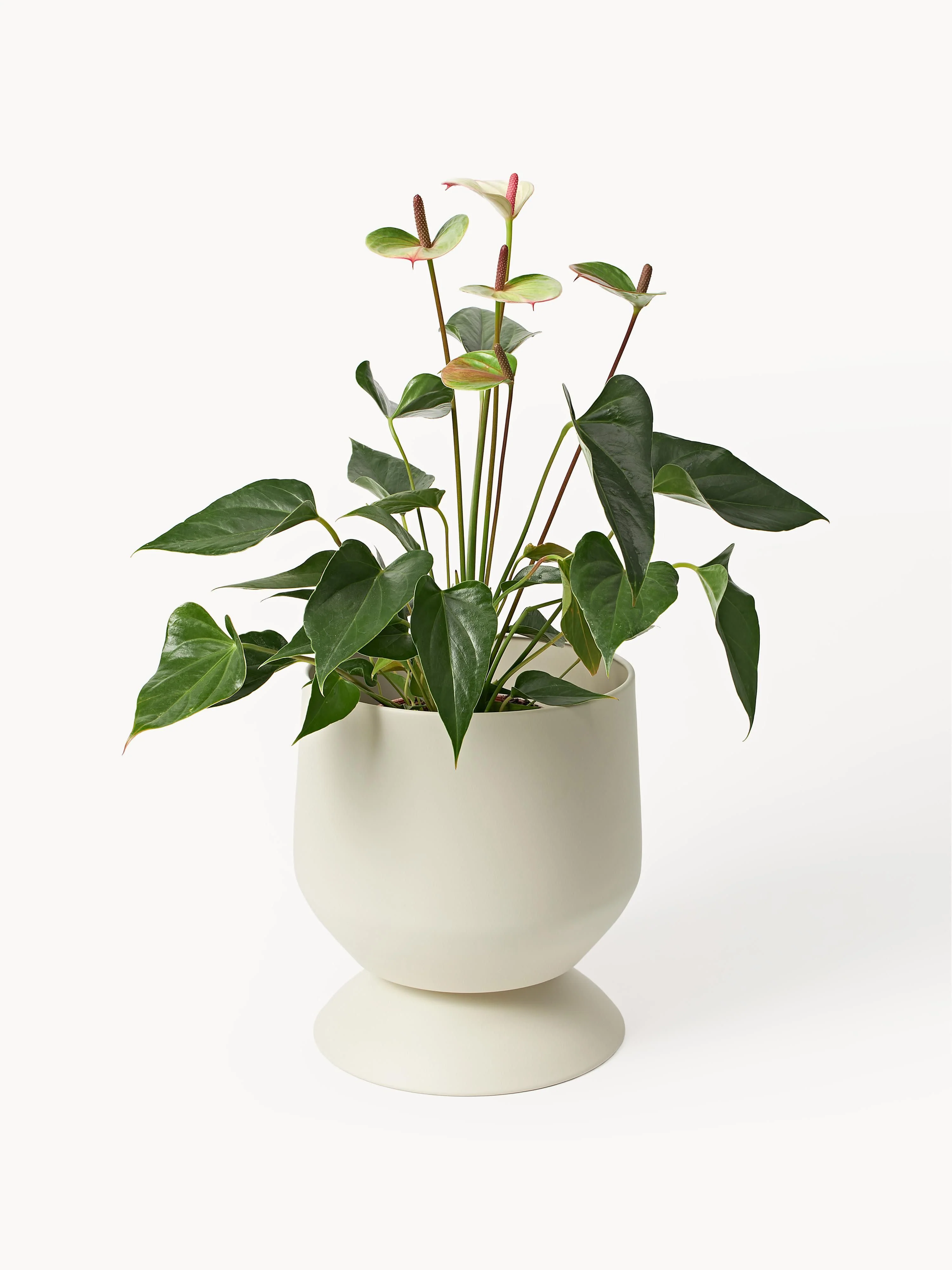 Plantenpotten Renya, 2-delig