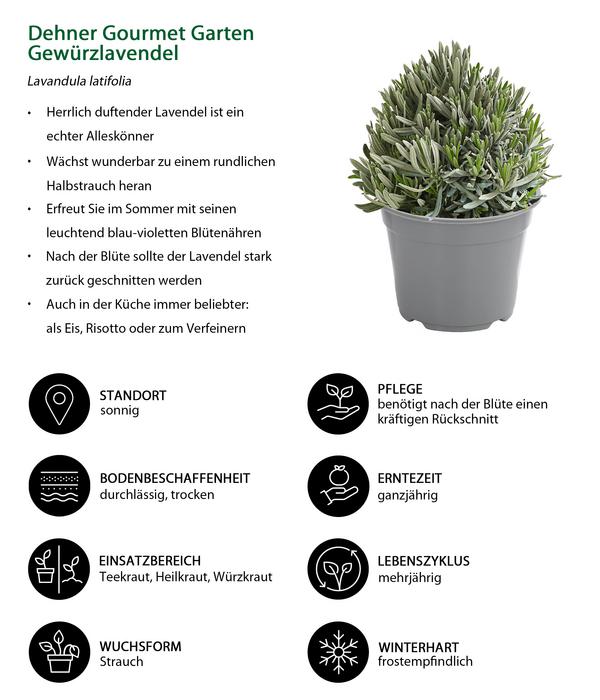 Dehner Gourmet Garten Gewürzlavendel