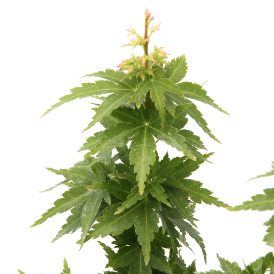 Acer palmatum 'koto hime' : C5L h.30/40cm