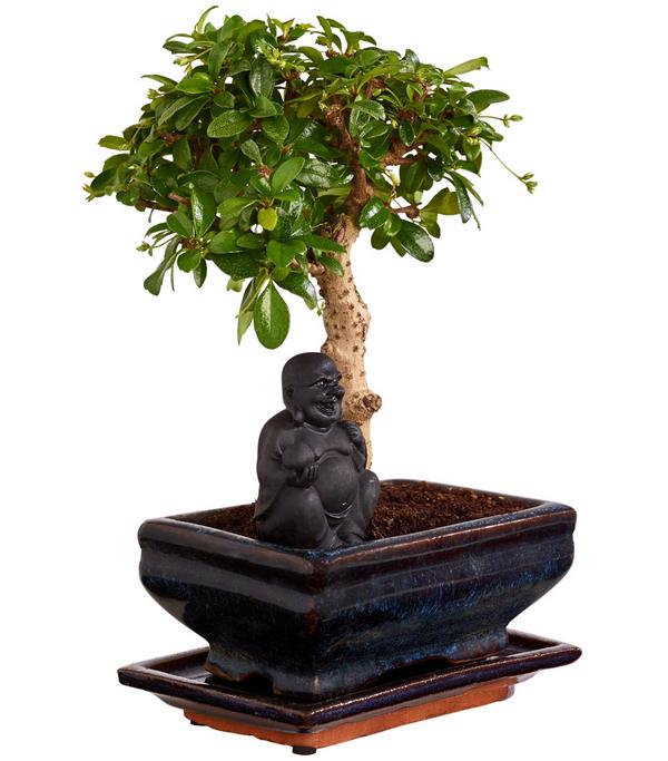 Bonsai mit Buddha, verschiedene Sorten