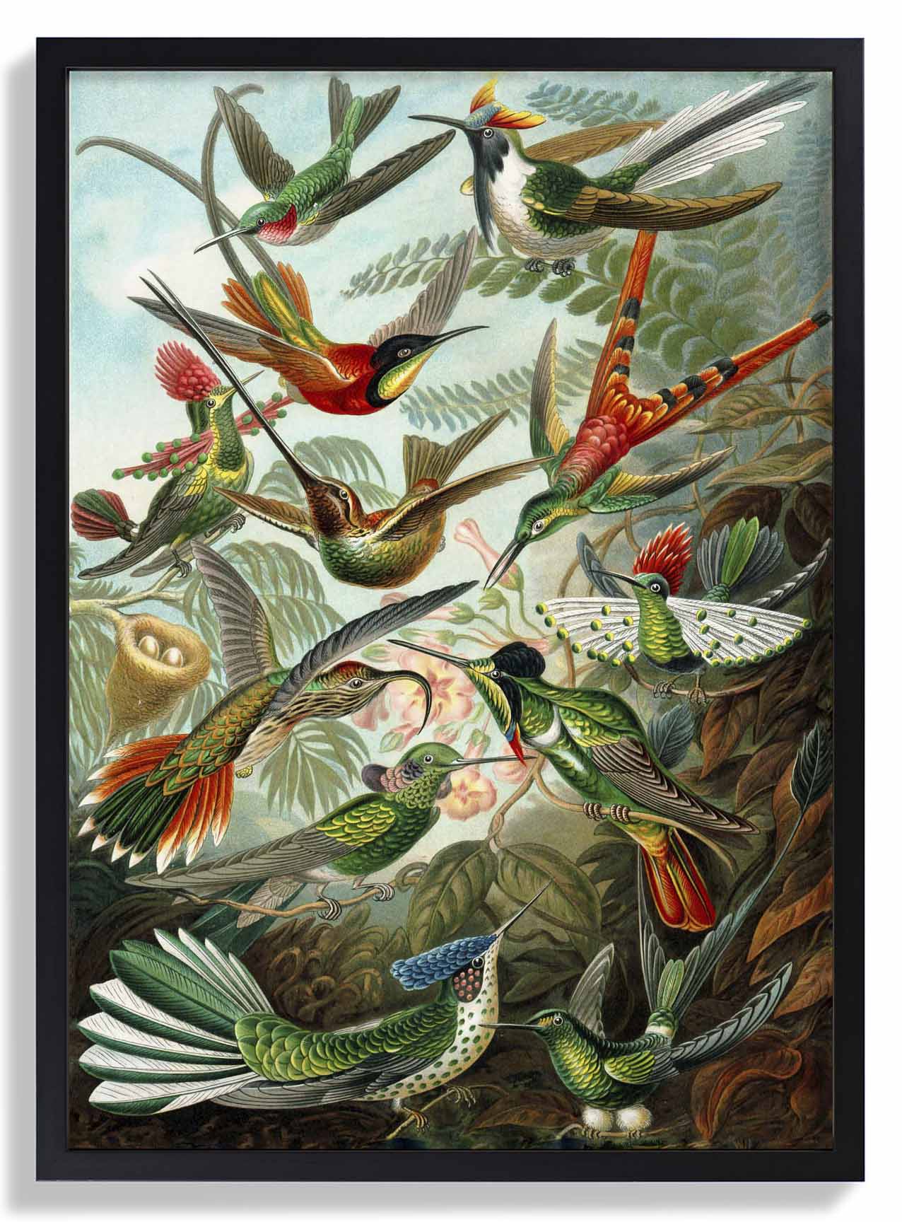 Paradiesvögel von Ernst Haeckel