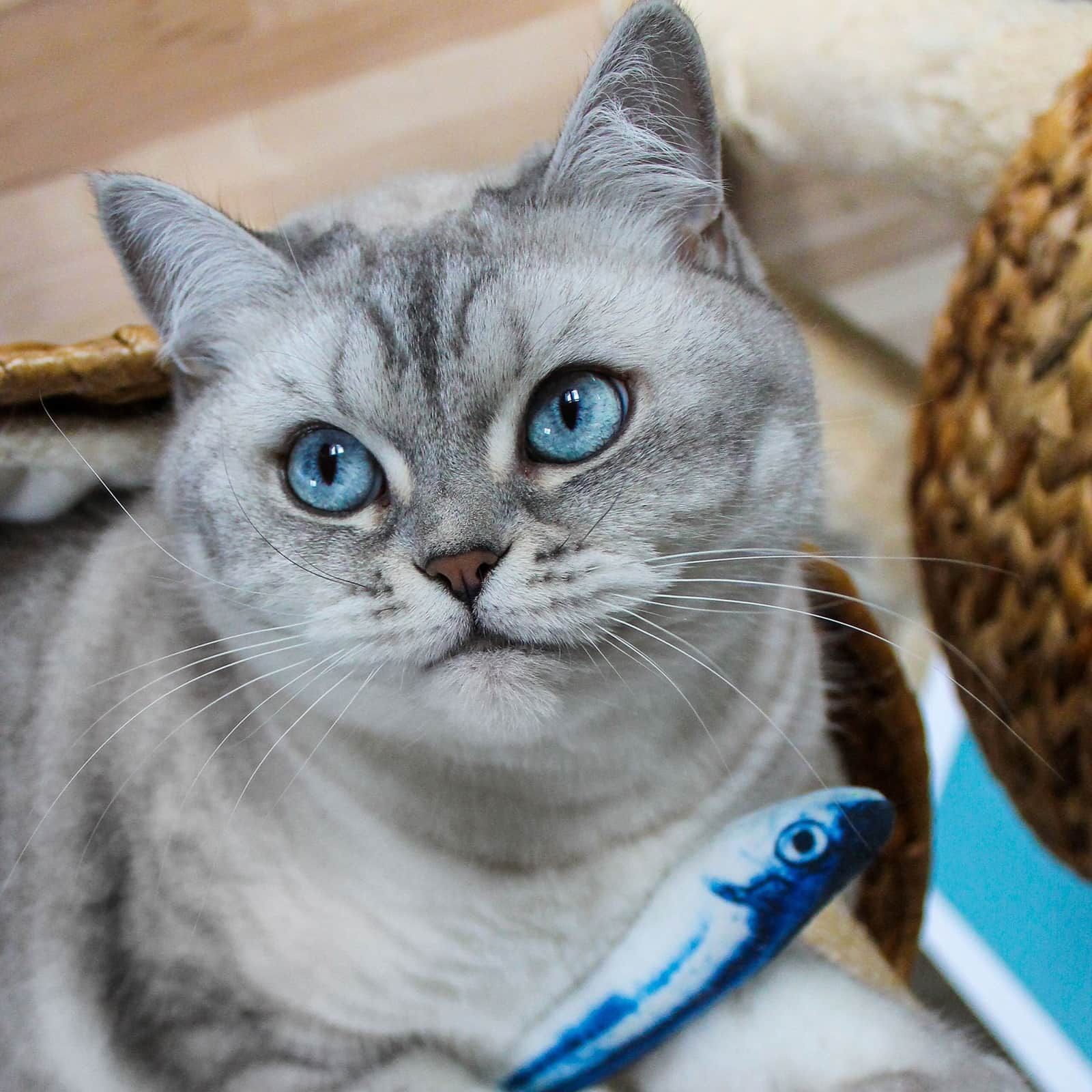 I love my cat Katzenspielzeug - Plüschfisch mit Katzenminze