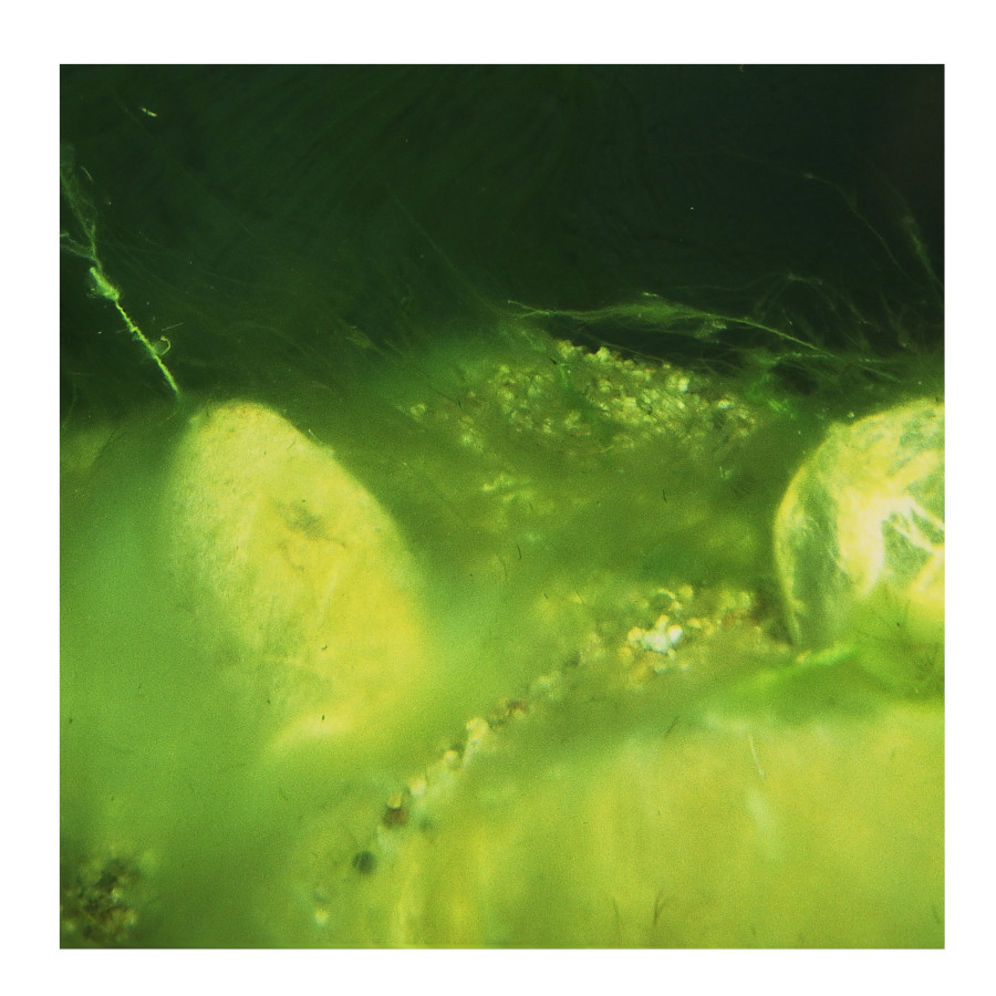 JBL AlgoPond Forte antialgas para estanques