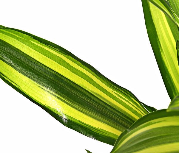 Drachenbaum - Dracaena fragrans var. Stedneri