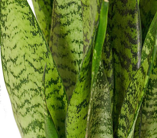 Bogenhanf - Sansevieria zeylanica
