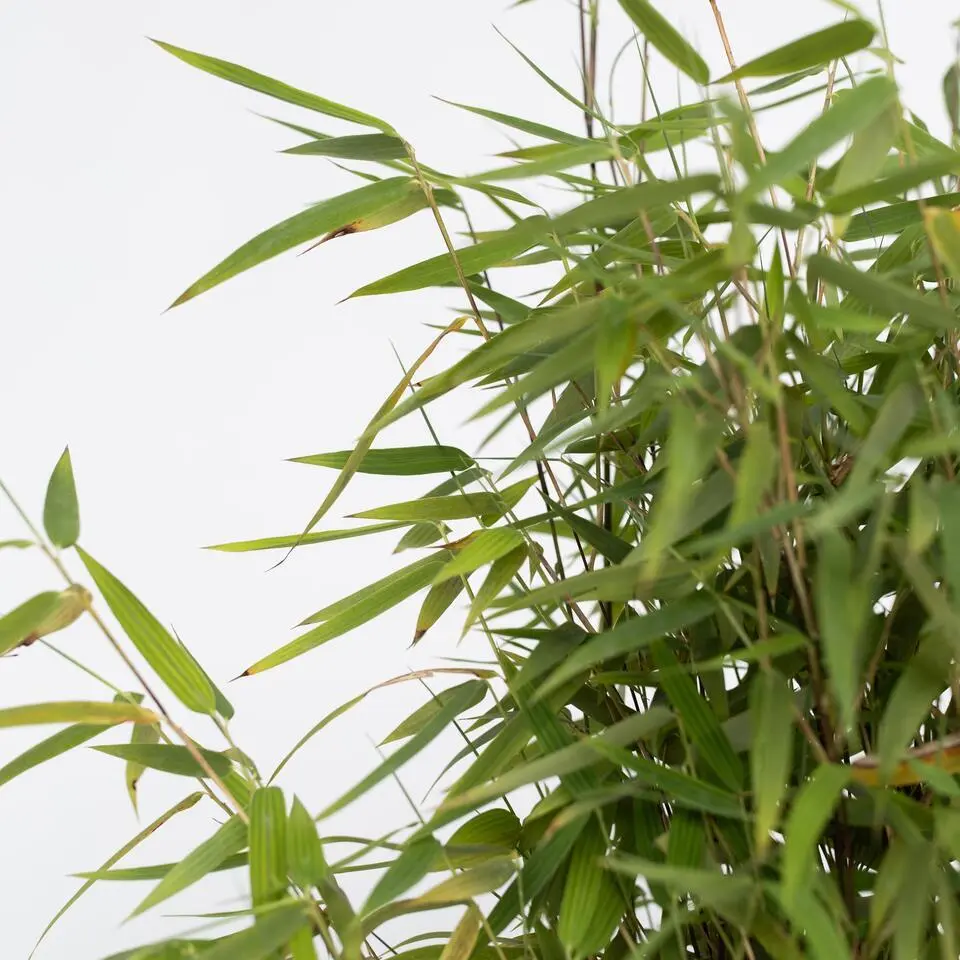 Bamboe - Fargesia nitida 'Red Dragon' - Hoogte 50-70cm - ⌀17cm