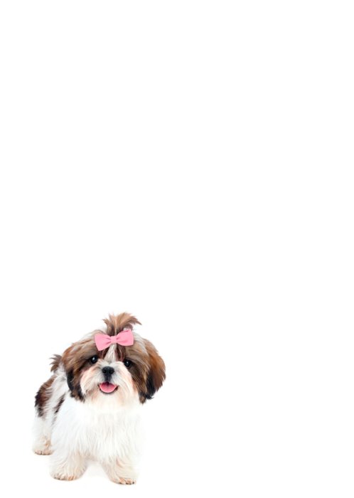 Studio Pets | Verjaardagskaart | Bow-wow