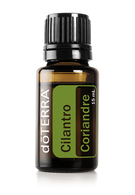 Huile de coriandre  Coriandrum sativum