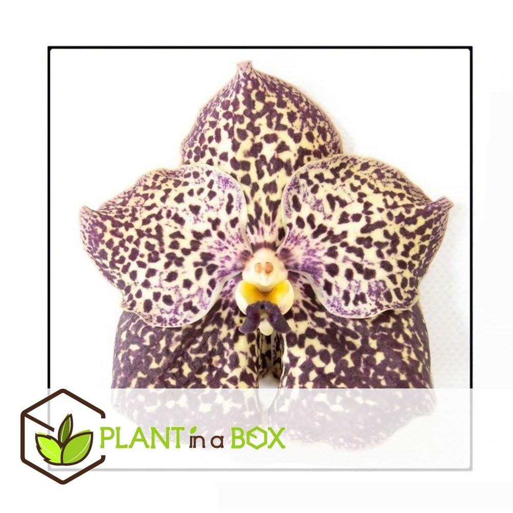 Vanda ocelot mocha - orchidée tropicale - magnifique couleurs - hauteur 55-65cm