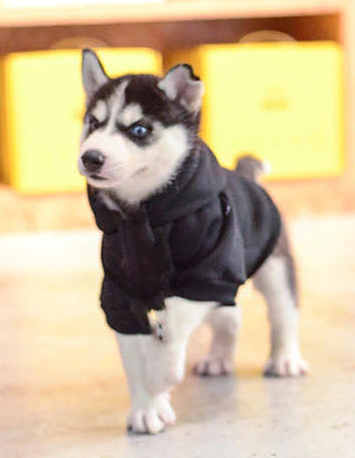 (Gr. L) Baumwoll Hunde Pullover Haustier Kleidung Kaputzen Hoodie - Schwarz