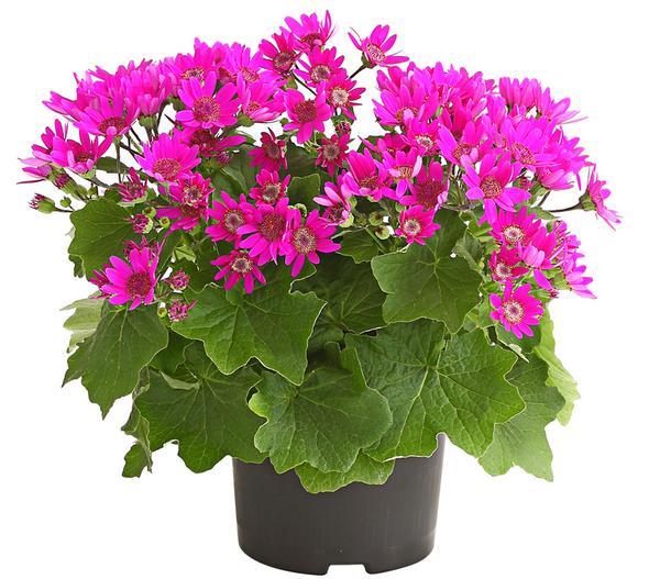 Teneriffa Stern - Cineraria