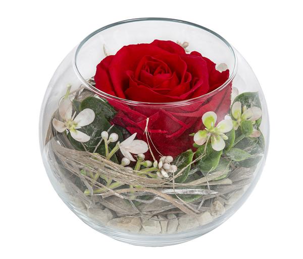 Dehner Kugelglas mit Longlife-Rose Diana, rot,
