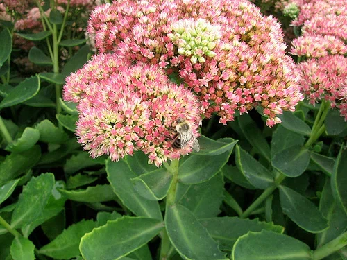 Hylotelephium 'Herbstfreude' Hagesmørbukk 'Herbstfreude' Ø17 cm