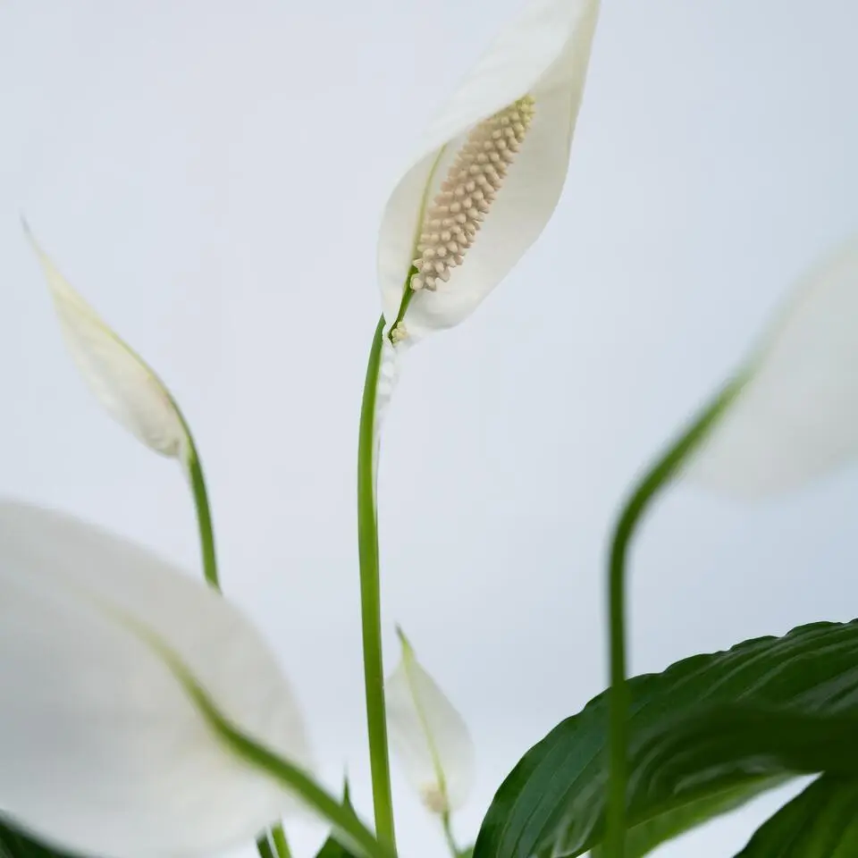 Lepelplant   Pokon - Set van 2 - Spathiphyllum 'Lima' - Hoogte 60-75cm - ⌀17cm