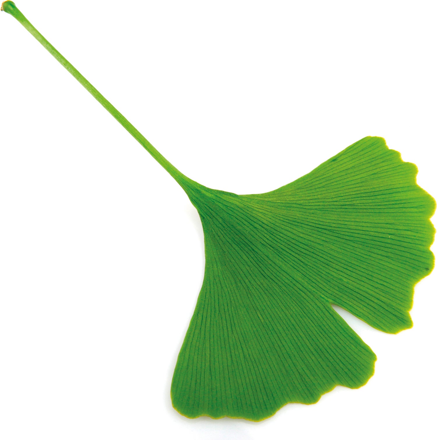 Japanse Notenboom (Ginkgo biloba 'Mariken') D 32 H 150 cm