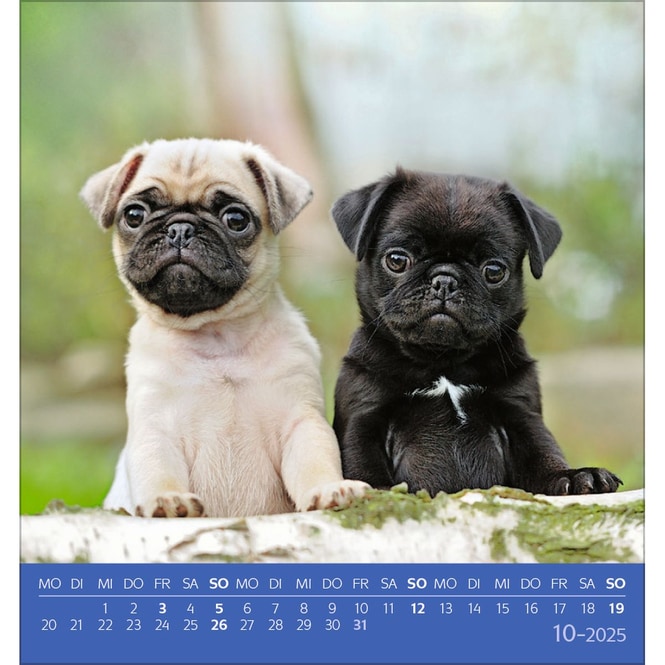 Postkartenkalender - 2025 - Hunde
