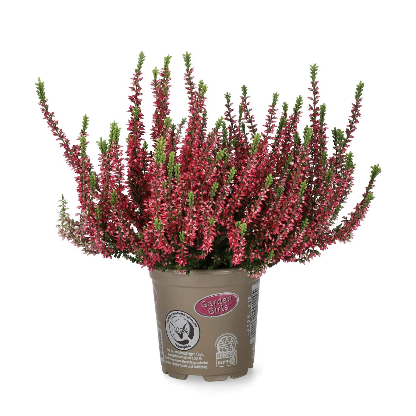 Calluna vulgaris Røsslyng Ø10,5 cm