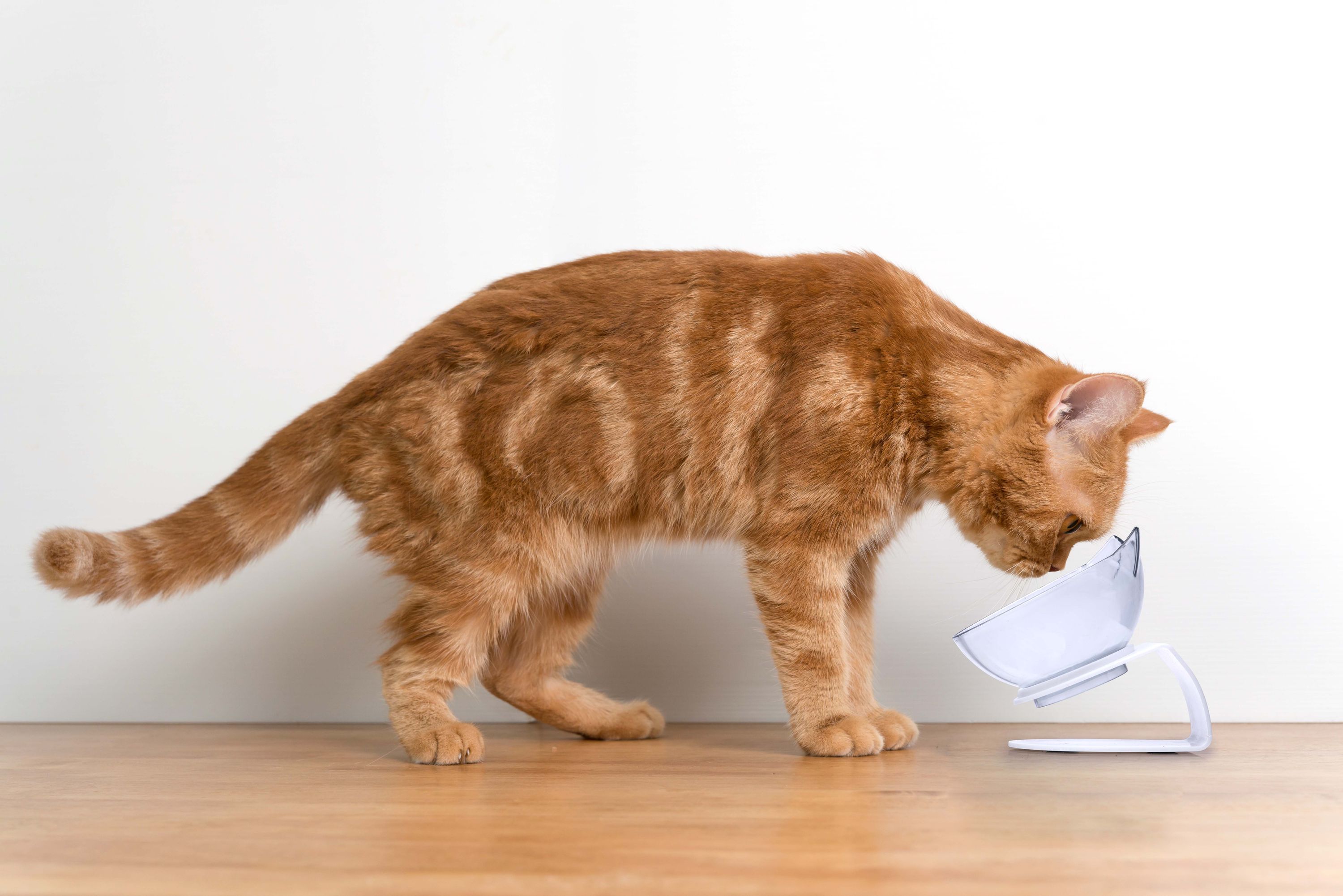Futternapf für Katzen mit Neigung 350 ml