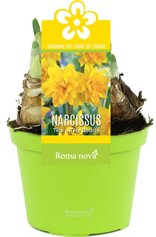 Narcis (Narcissus 'Tete Boucle') D 12 H 12 cm