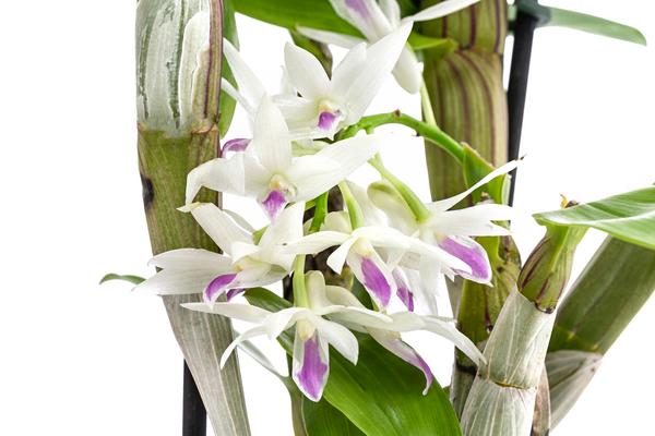 Traubenorchidee - Dendrobium amethystoglossum