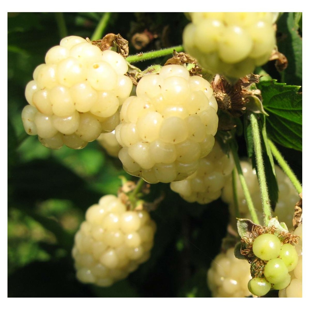 Mûre fruticosus polar berry™/rubus fruticosus polar berry™[-]pot de 1,5l - tuteur bambou 30/60 cm