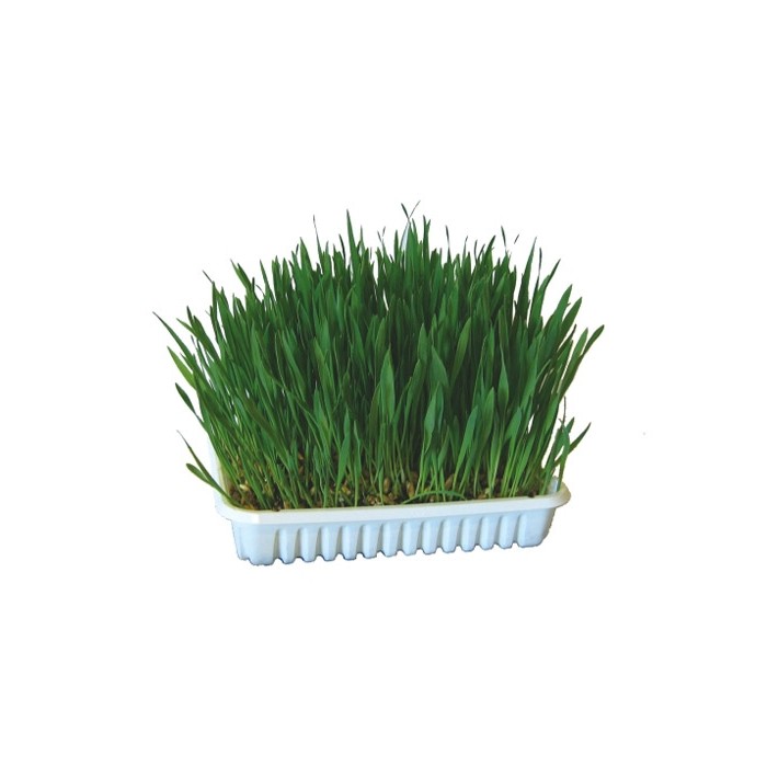 Herbe à faire pousser